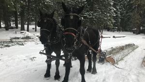 Operațiune sustenabilă: Caii înlocuiesc utilajele într-o pădure britanică / Animalele de tracțiune extrag copacii bolnavi sau prăbușiți