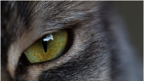 O cameră revoluționară ne arată cum văd animalele lumea: Culori pe care ochiul uman nu le poate percepe niciodată