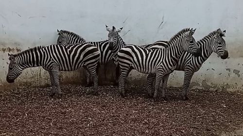 Donație din Olanda pentru ZOO Târgu Mureș: cinci zebre, o buhă mare și nouă papagali călugăr