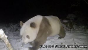 Un exemplar rar de panda brun, surprins de camerele de filmat în nord-vestul Chinei