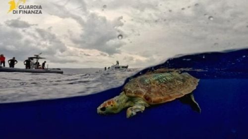 Rănită de plastic și mutilată de om, o țestoasă pe cale de dispariție a primit o nouă șansă la viață. După o lungă suferință, Ariel s-a întors în mare