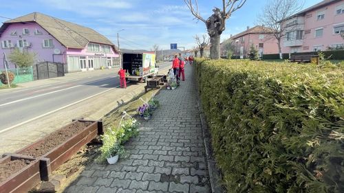 Primăria Copșa Mică face apel la locuitori să nu mai fure florile din oraș / ”Vă rugăm să ne ajutaţi să păstrăm intacte aceste mici oaze de culoare din oraş”