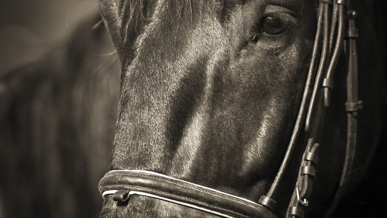 O iapă, cumpărată cu suma record de 3 milioane de euro la o licitaţie din Franţa