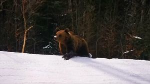 Ministrul Mediului Tanczos Barna pledează pentru necesitatea diminuării numărului de urși: Nu există nicio specie care să pună în pericol populația de urși și numărul lor tot crește. Pericolul e tot mai mare