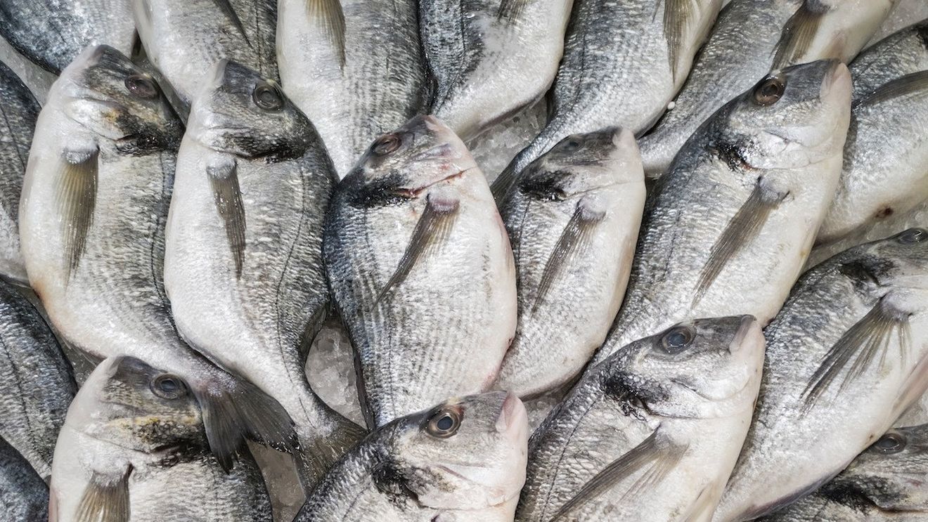 Dorada, aclimatizată pentru acvacultură în Marea Neagră / Câteva sute de exemplare de puiet din Mediterana, aduse la Constanța pentru a testa dacă se adaptează