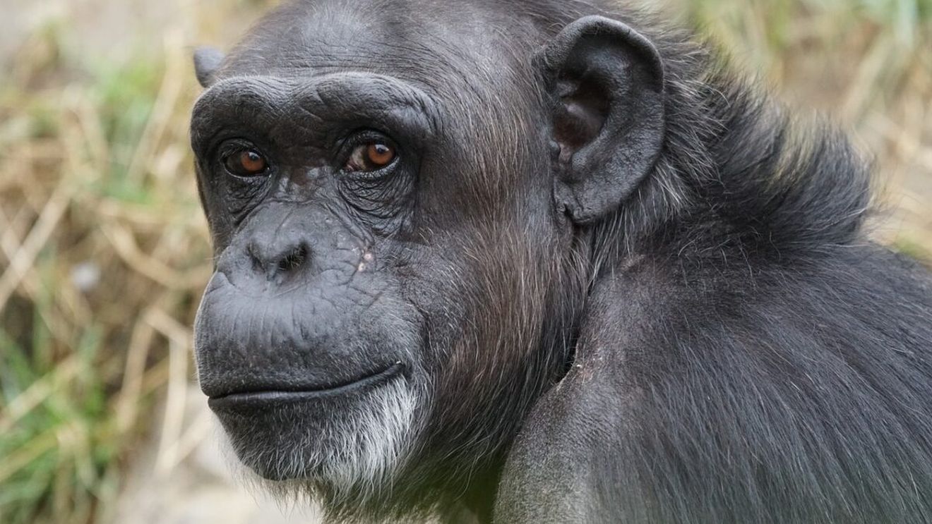Uneltele cimpanzeilor devin mai sofisticate prin interacțiunile cu alte grupuri de primate (studiu)