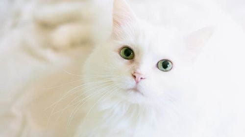 Pisicile nu sunt reci și distante. Un nou studiu scoate la iveală un adevăr neștiut despre feline / Cât de afectuoase sunt, de fapt