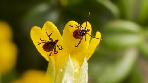 Medicii trag un semnal de alarmă: tot mai multe cazuri provocate de căpușe / Creșterea numărului de cazuri e  favorizată de variațiile de temperatură și perioadele cu precipitații abundente