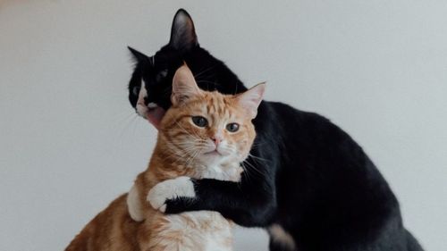 Pisicile din Cipru vor primi medicamente luate de oameni în tratamentul Covid, după ce mii de pisici au murit din cauza variantei feline