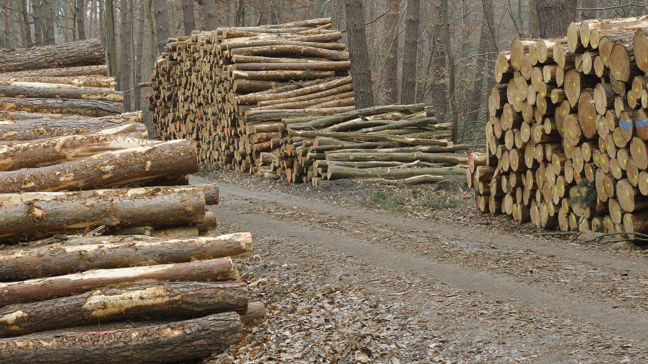 Analiză IFN – Laura Bouriaud: Creșterea suprafeței pădurilor nu se regăsește în productivitatea lor. Semnale îngrijorătoare privind supraexploatarea unor clase de vârstă