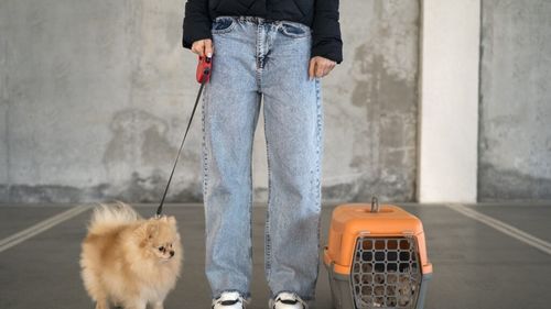 Vrei să călătorești cu avionul cu animalul tău de companie? Iată câțiva pași de urmat