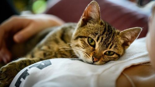 Librării din România care găzduiesc pisici. Micile feline au devenit atracții pentru vizitatori