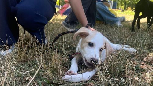 VIDEO | Ce se întâmplă cu animalele care nu își găsesc stăpân: Răspunsuri exclusive de la ASPA, direct de la târgul de adopții