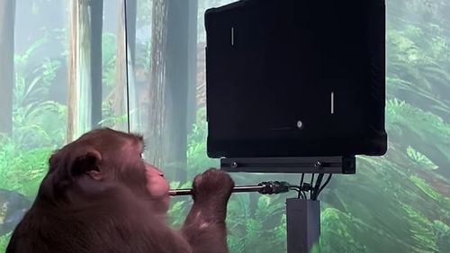 O maimuță cu un cip implantat în creier joacă ping-pong pe computer doar cu ajutorul minții VIDEO