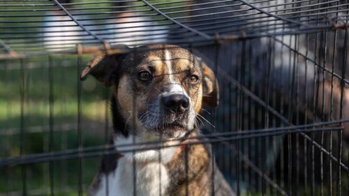 Târg de adopţii a câinilor și pisicilor fără stăpân, sâmbătă, la Palatul Mogoşoaia