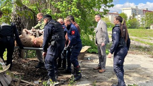 Cerb rătăcit în mijlocul Brașovului / Animalul a fost prins în zona unei foste întreprinderi / Va fi dus înapoi în pădure