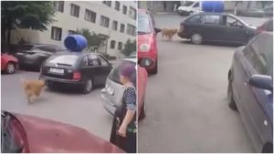 VIDEO: Poliția din Constanța a demarat o anchetă după ce un bărbat a fost filmat cu un câine legat de autoturismul pe care îl conducea
