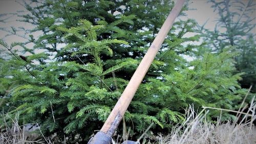 CSM a avizat negativ inițiativa legislativă a USR privind înființarea unei ”DNA a pădurilor”, o unitate de parchet care să ancheteze tăierile ilegale de păduri, depozitările ilegale și traficul de deșeuri și nerespectarea normelor anti-poluare