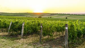 Viticultorii francezi plantează aloe vera în locul viţei de vie pentru a se adapta la secetă