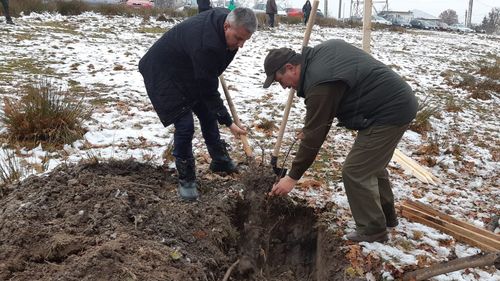 UE este "foarte departe" de obiectivul de a planta 3 miliarde de copaci până în 2030, recunoaște comisarul european pentru Mediu