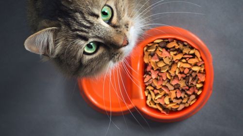 Hrănirea cu responsabilitate: Ghid practic pentru stăpâni / Cum îți arăți grija față de prietenul tău necuvântător prin alegeri informate