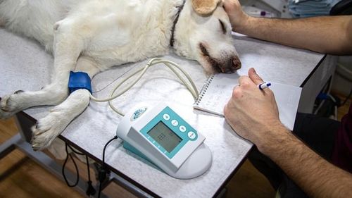 Legea votată de coaliția ad-hoc PSD – PNL care dădea medicilor veterinari monopol pe farmaciile și cabinetele veterinare, respinsă de CCR