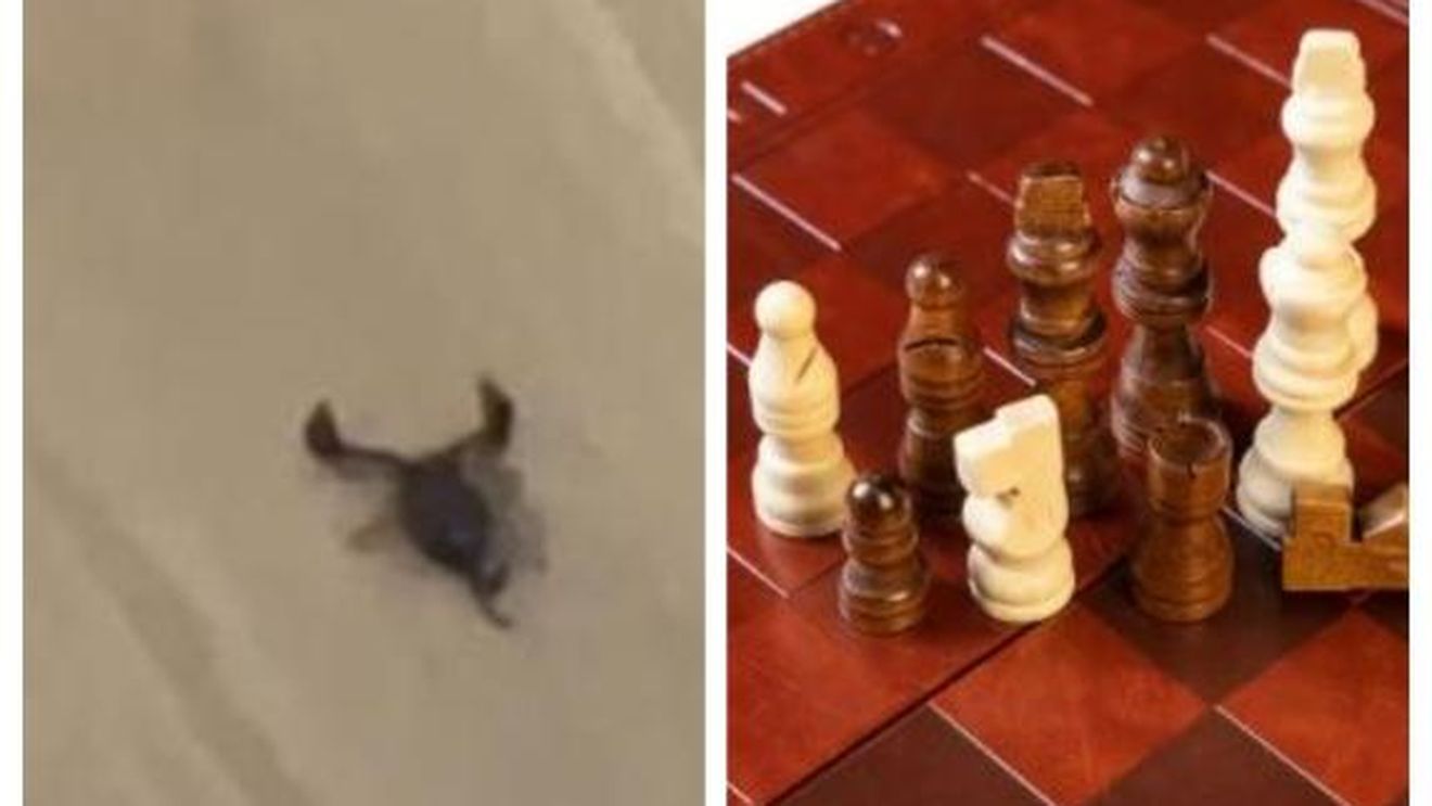 Un italian a comandat un set de șah de la Temu și a descoperit un scorpion viu / „Sunt șocat: ar fi putut să mă înțepe”
