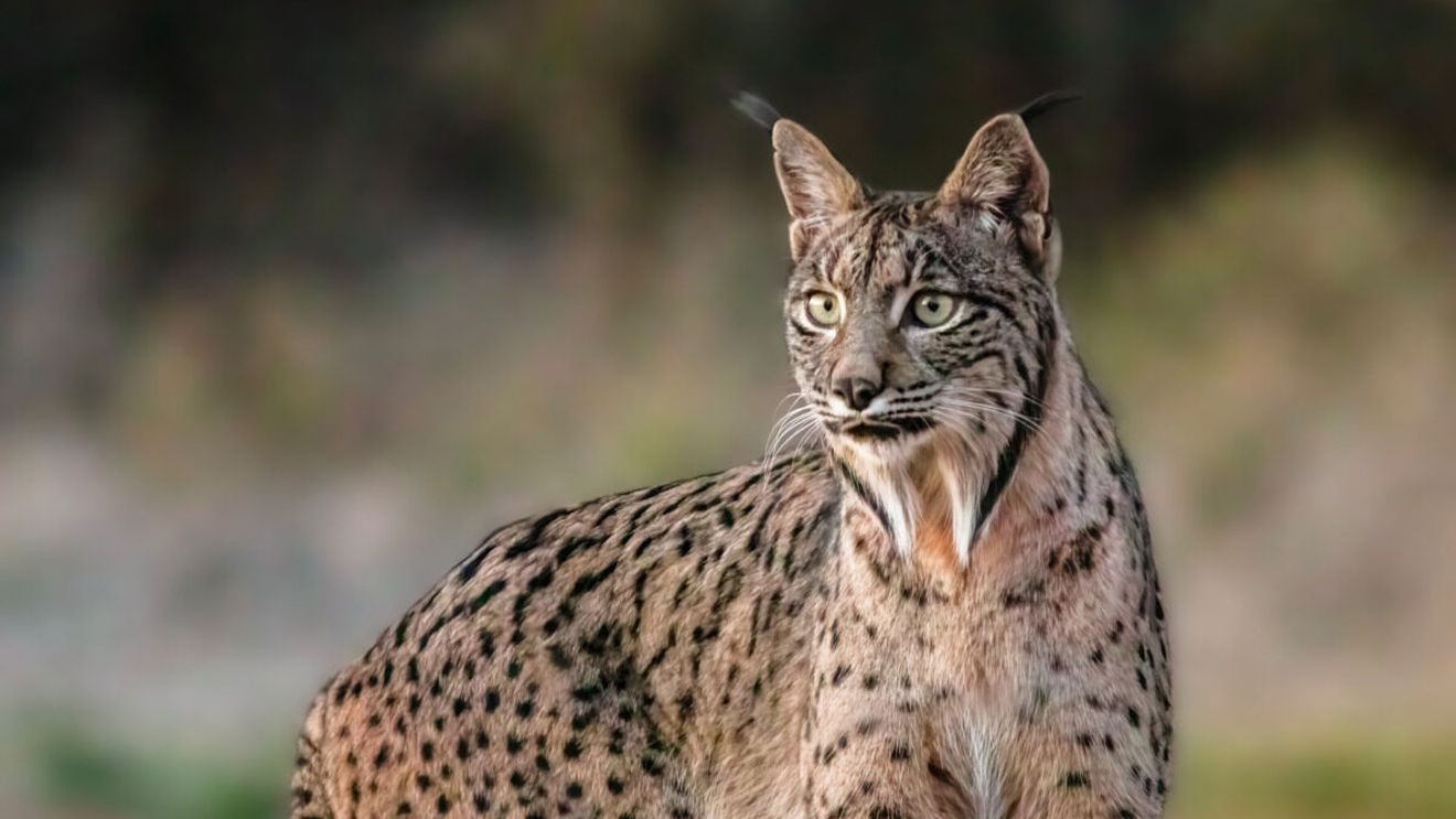 O nouă achiziţie la Zoo Brașov: râs carpatin adus din Austria