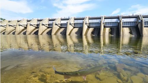 VIDEO Emerging Europe: Un baraj învechit din Ucraina aproape de granița cu România a fost demolat: Se deschide cursul unui râu pentru peștii migratori pentru prima dată în 120 de ani