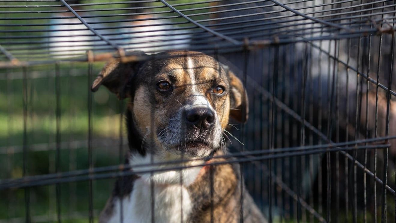 Crescătorii de câini din Coreea de Sud se opun interzicerii consumului de carne de câine / 64% dintre sud-coreeni se opun consumului de carne de câine