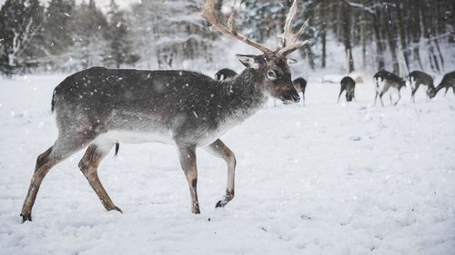Două etape speciale din Raliul Suediei, anulate din cauza turmelor de reni