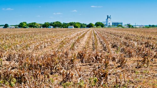 Ministrul Agriculturii anunță că a solicitat Comisiei Europene compensaţii urgente pentru daunele cauzate de secetă