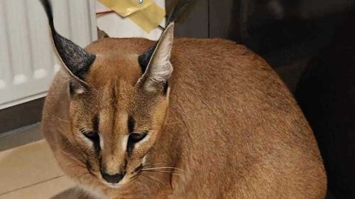 Anchetă a Poliţiei, după ce la locuinţa unei persoane din Argeş au fost găsite două exemplare de râs african / Există restricţii severe privind comerţul, transportul şi deţinerea în afara arealului natural