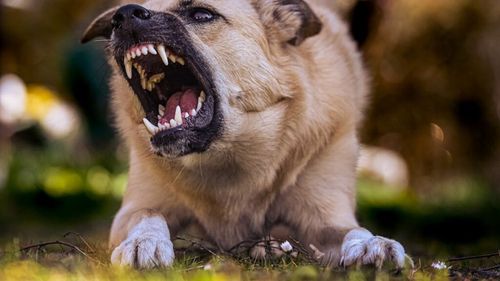 Ce îi determină pe câini să muște? Știința are noi informații despre comportamentul animalelor / 6 motive care transformă orice câine într-un pericol