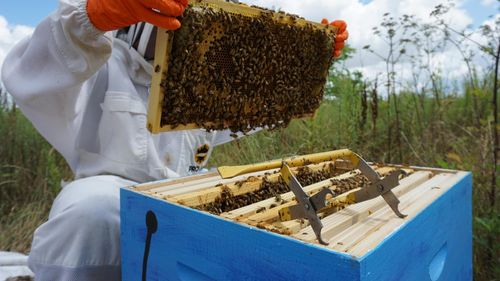 "O fac din pasiune": Cine este Alfredo Santiago, "salvatorul de albine" care a ajuns viral în Peru