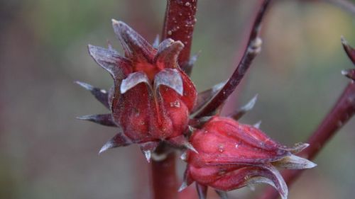 Ceaiul cu efecte pe care știința abia acum le descoperă, dar pe care îl beau de secole populațiile care traversează deșertul / Poate ajuta la menținerea greutății și scăderea glicemiei