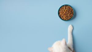 Alimentația potrivită pentru animalele cu afecțiuni renale: Adaptarea în funcție de stadiul bolii, potrivit medicului veterinar Beatrice Ilea