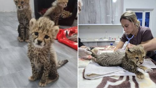 Pui de ghepard ascunşi în saci de traficanții de animale, salvați în ultima clipă. Este una dintre cele mai mari capturi ale speciei pe cale de dispariție