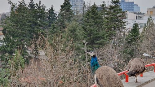 FOTO Pauza de respirație: Păunii de la fosta casă a lui Ceaușescu surprinși pe balconul unei clădiri din apropiere