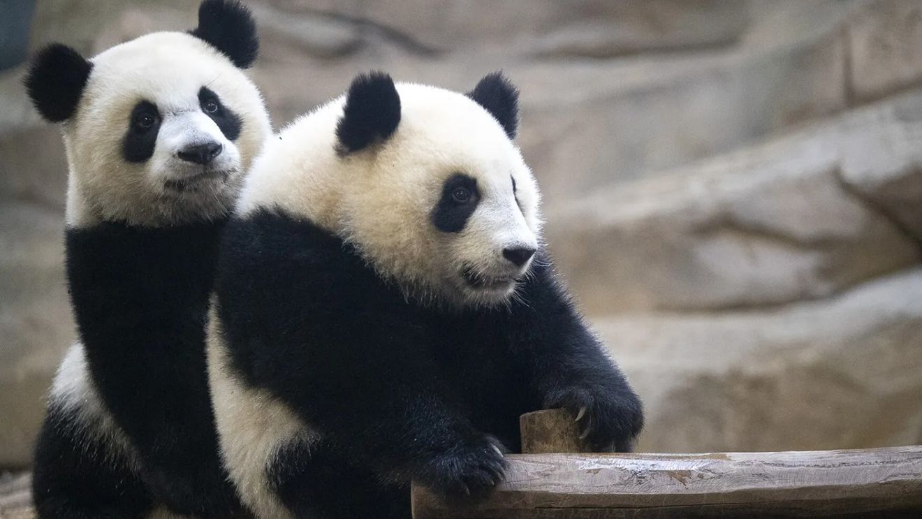 Doi panda giganţi chinezi vor rămâne în Franţa până în 2027