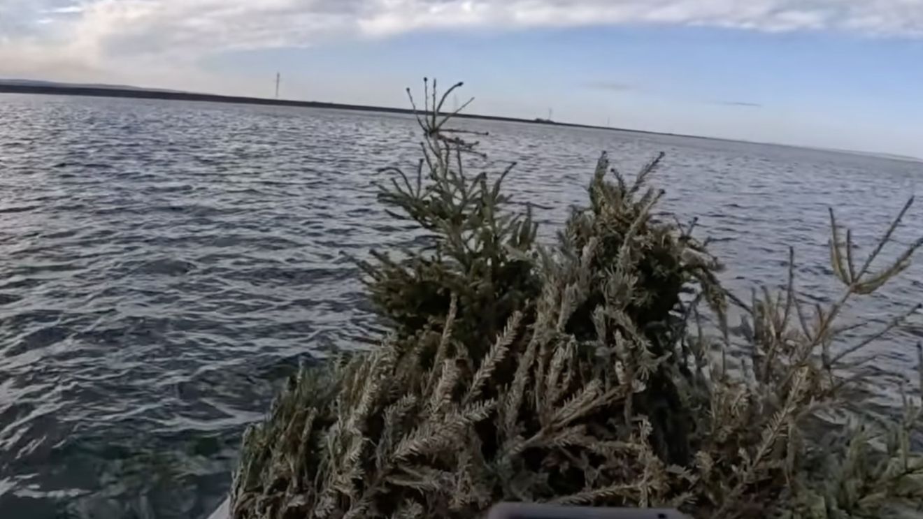 VIDEO Acțiune ecologistă inedită în Bihor: Brazi de Crăciun, aruncați într-un lac, pentru a deveni adăpost pentru pești