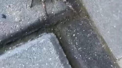 FOTO Tarantulă românească, găsită într-un cartier din Voluntari: ”Nu încercați să-l manipulați! Deși nu atacă decât foarte rar oamenii, acesta poate să muște” / Tarantula (Lycosa singoriensis), a fost trezită din hibernare cel mai probabil din cauza excavațiilor din zonă