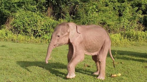 Un elefant alb foarte rar s-a născut în Myanmar