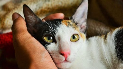 Pisica e „medicul” silențios din casă. Efectul real pe care îl au pisicile în viața noastră, confirmat de cercetători / Cât de benefică este compania lor