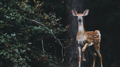 STUDIU Extincția animalelor afectează capacitatea plantelor de a se adapta la schimbările climatice