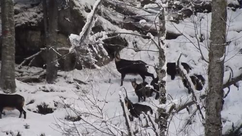 VIDEO Imagini rare cu capre negre și iezii lor în Retezat