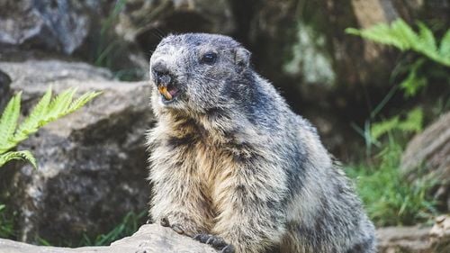 Rusia ia măsuri împotriva vânătorii de marmote, după ce China şi Mongolia au raportat posibile cazuri de ciumă bubonică
