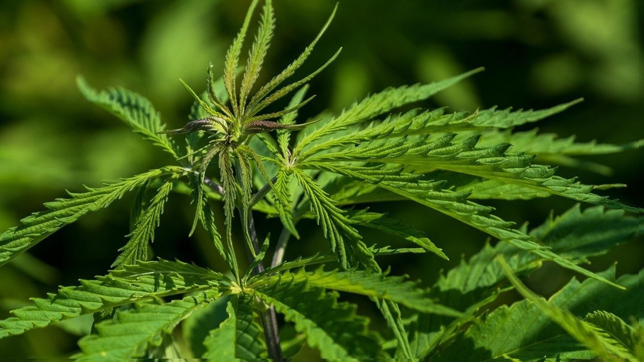 Cehia este pe cale să legalizeze canabisul