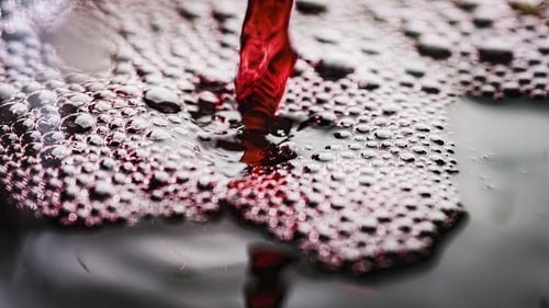 Vinurile roşii franţuzeşti se confruntă cu un declin "existenţial" din cauza modificării gusturilor în rândul tinerilor