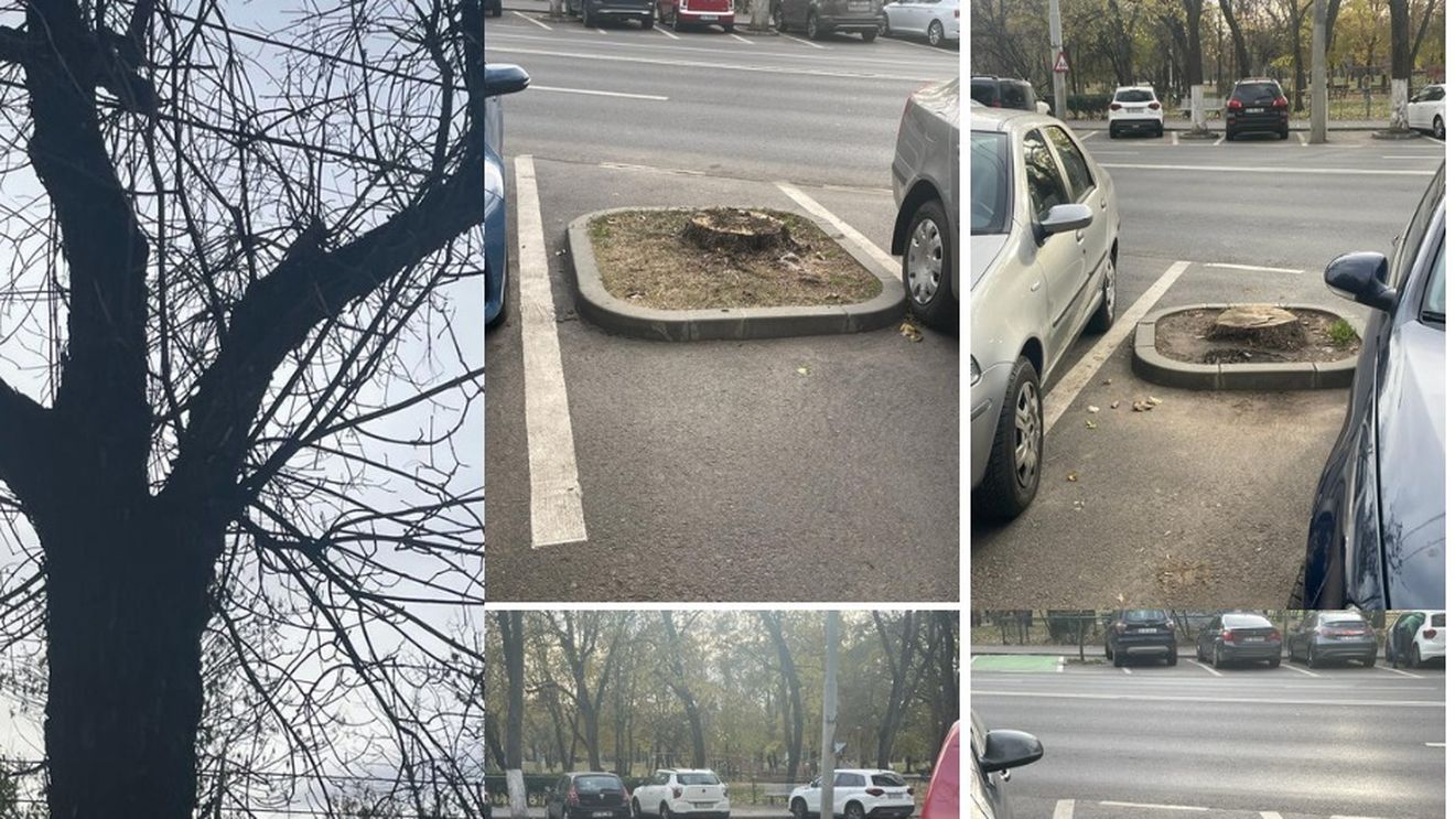 Zeci de copaci uscați de pe Bulevardul Tineretului din București, defrișați cu aviz semnat de Nicușor Dan/ Majoritatea arborilor au murit din 2019, după reabilitarea trotuarului de către Primăria sectorului 4